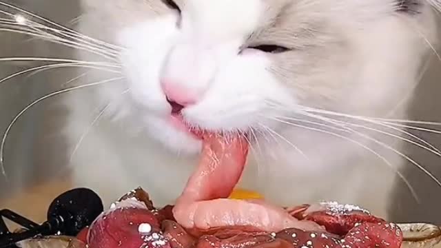 When I feed my pet cat, the way it eats meat makes me hungry