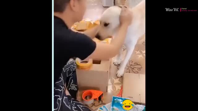 Cute Puppies Cute Funnnny and Smart Dogs Compilation 16 Cute Buddy