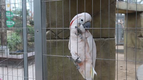 Bird waits for prey