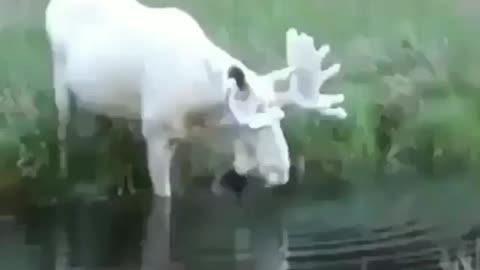 Amazing albino moose