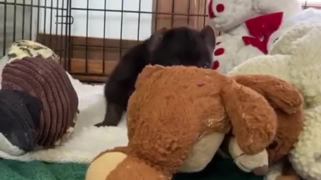 Peanut the baby hyena being impossibly cute
