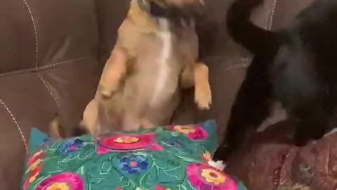 Cat and dogs playing on the couch