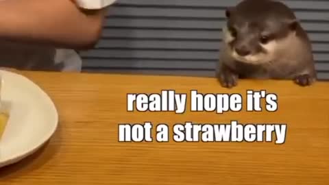 Funny Animals Conversation
