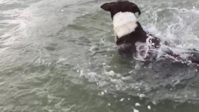 Dog diving underwater and getting rock