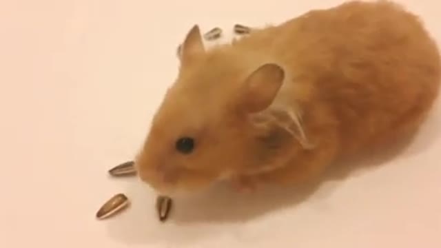 Cute rat amazing and unique video