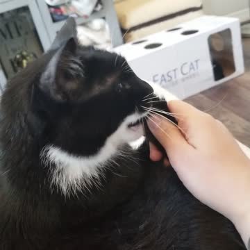 Key trues to eat tail