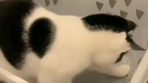 cats funny videos 😂😆 cats funny moments