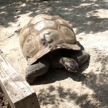 Galapagos Tortoise at Gatorland Orlando