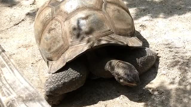 Galapagos Tortoise at Gatorland Orlando