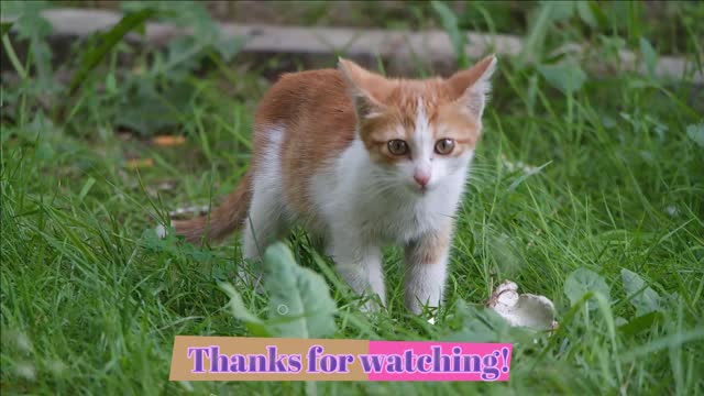 Cute and funny cat videos 2021 | #1 | Enjoy!