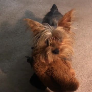 This is peanut and her toy bat