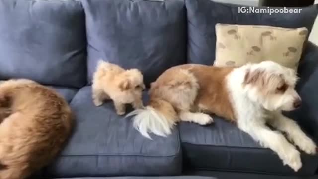 Little puppy dog biting tail of other dog is told to leave it alone walks away couch