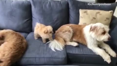 Little puppy dog biting tail of other dog is told to leave it alone walks away couch