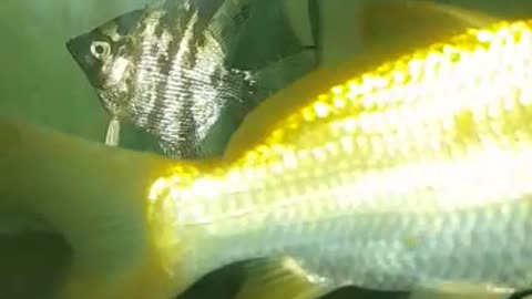 Fish for aquarium...best aquarium fish