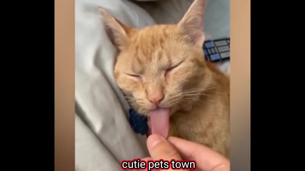 Very fuuny cat😂|funny cat videos try not to laugh | Funny Cat & Dog compilation