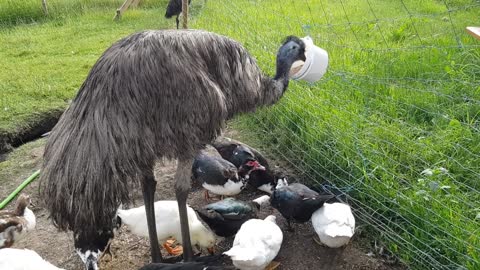 Smart duck shakes fence to sneak more food