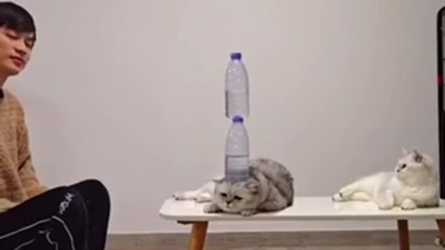 Bottle Flip/ Cat😍