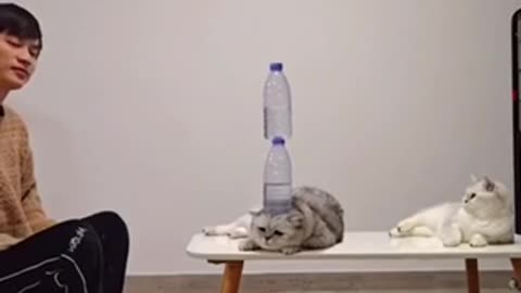 Bottle Flip/ Cat😍