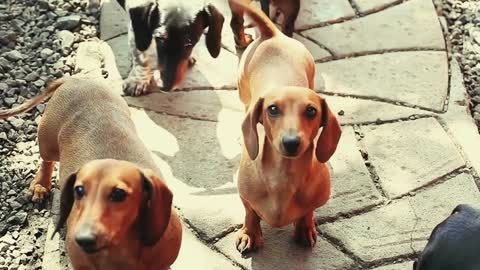 Funniest And Cutest Dogs And Cats
