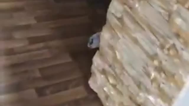 hunting little dog p.2