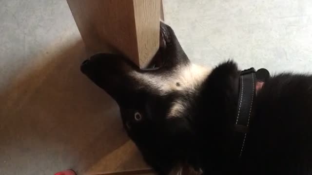 Black dog laying on ground and biting table leg
