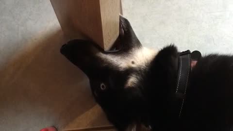 Black dog laying on ground and biting table leg