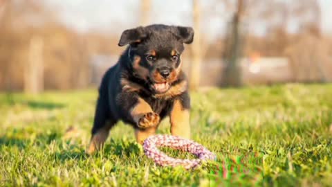 King Rottweiler lover ❤️🥰