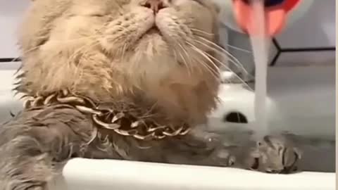 Funny cat video