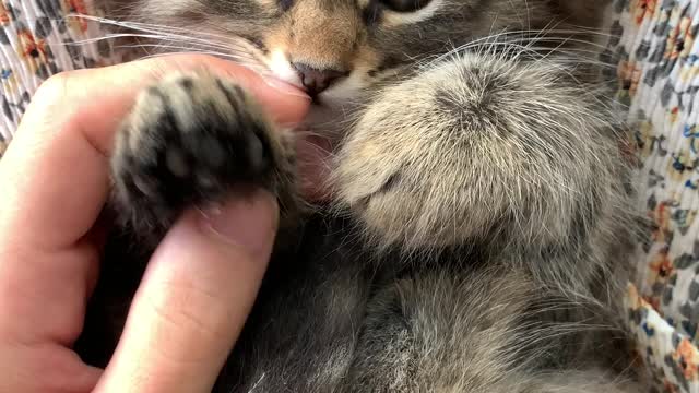 owner shaking hands with a cute cat.