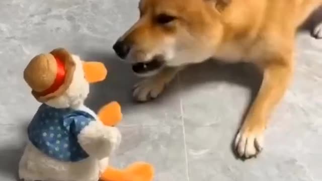 Dog Funny | Dog Cute videos | Dog Funny Videos Dog Funny | Dog Cute videos | Dog Funny Videos