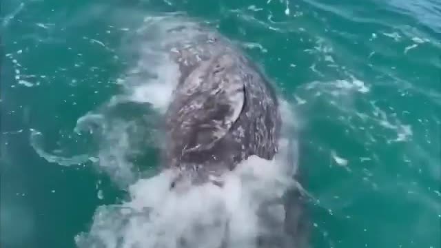 Grey whale put on a show for these people