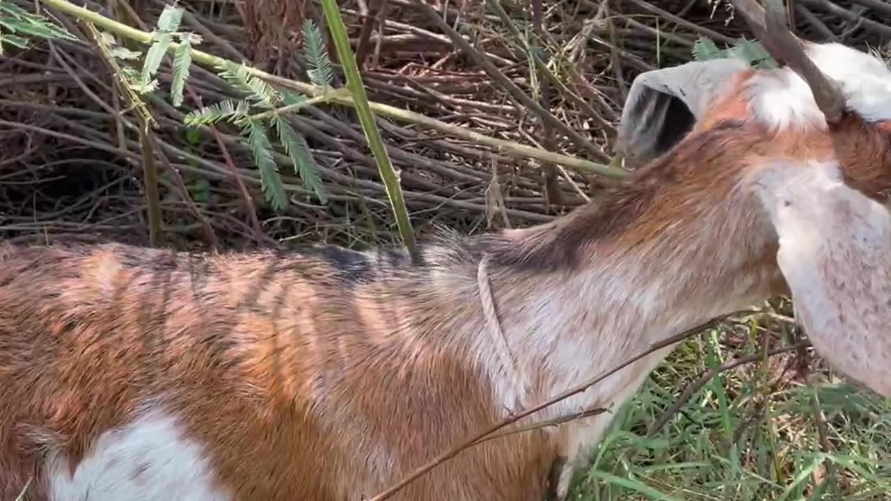 beautiful and love goat, so cute