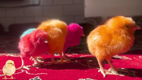 Satisfying video🐥sleeping baby chicks🐥beautiful chicks