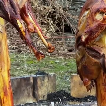 Wild turkey cooking with spicy flavors