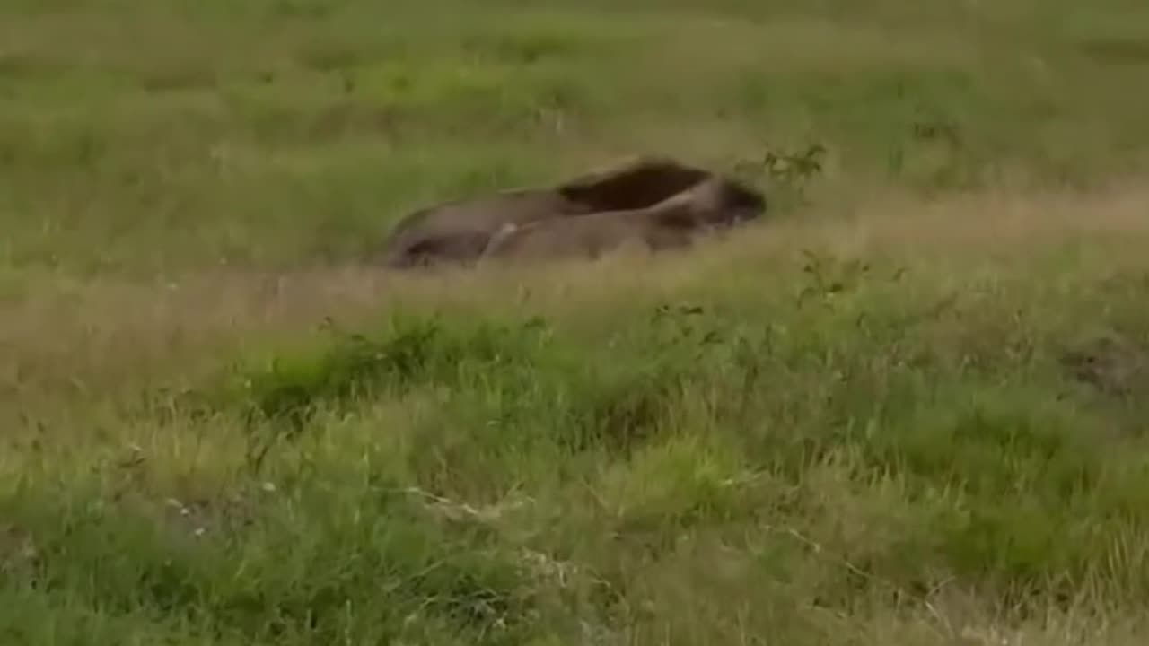 LION BROTHERS ATTACK HYENA