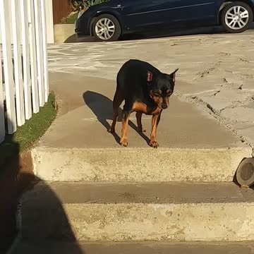 dog want go down the steps