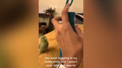 Responsive parrot