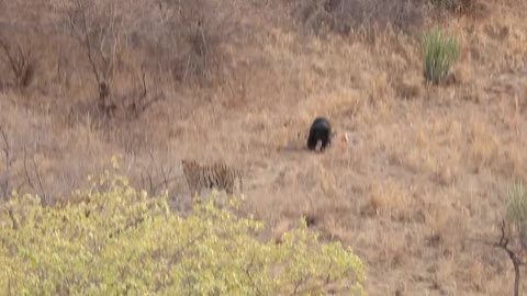 Tiger Vs black bear big fight #tigerVs_bear