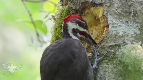 Wonderful view of woodpeckers!!!