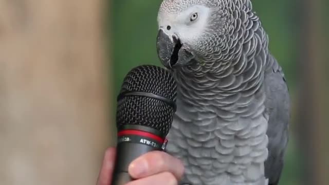 Funny Talking Parrot :)