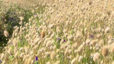 close-up-shot-of-a-flower-field