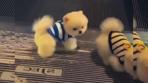 Pomeranian Pals: Escalator Rescue Mission! 🐶🛒🚶‍♂️❤️😂👏