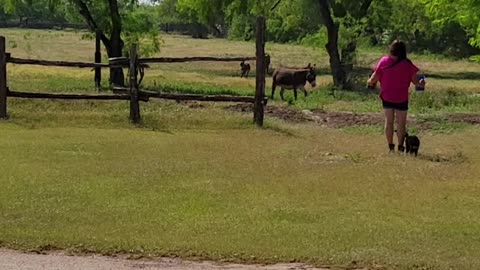 Donkey feeding time and one donkey chasing the cat