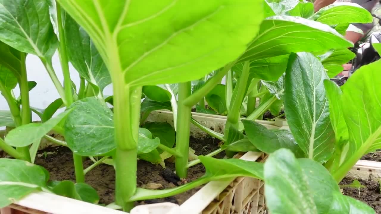 Growing vegetables to provide for the family is easy, no need for a garden