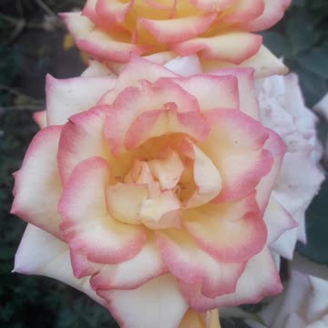 Amazing rose