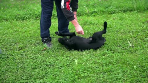 Boy petting small puppy on grass in Slow motion