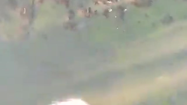 My Javan Hedgehog bonding