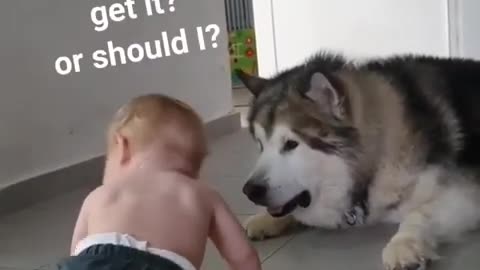 Cute Baby playing first time with siberian husky