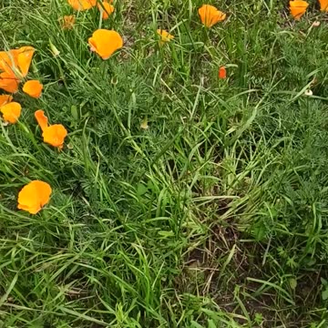 Californian poppy