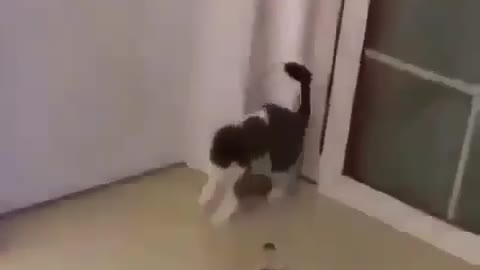 Who's better, cat or snake